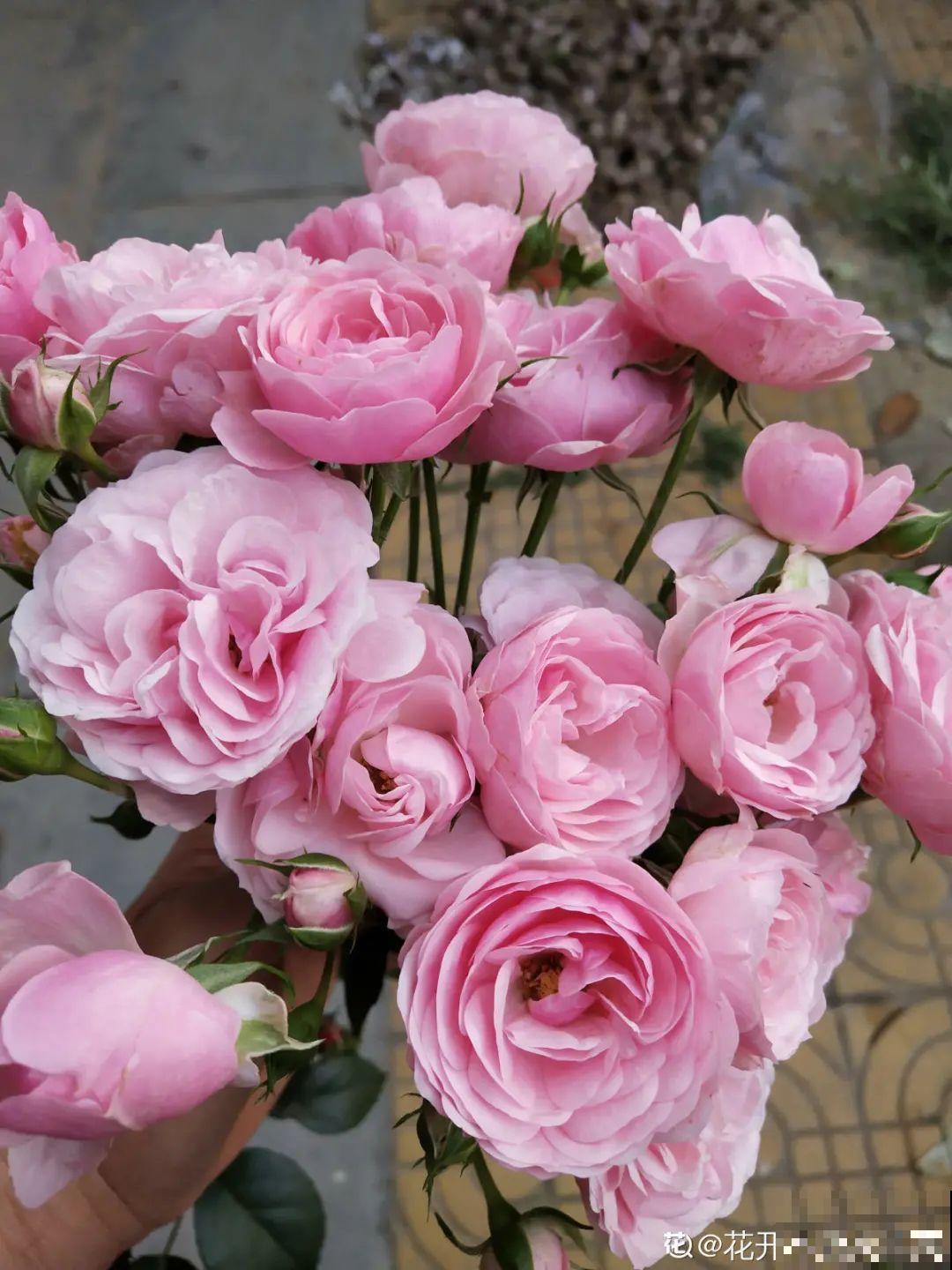 9月施肥季,这花赶紧贴秋膘,才能爆开花! 9月施肥季,这花赶紧贴秋膘,才能爆开花!