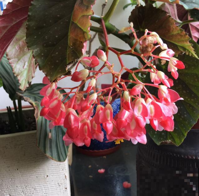 银星海棠特能开,阳台种一盆,一开就是一整年! 银星海棠特能开,阳台种一盆,一开就是一整年!