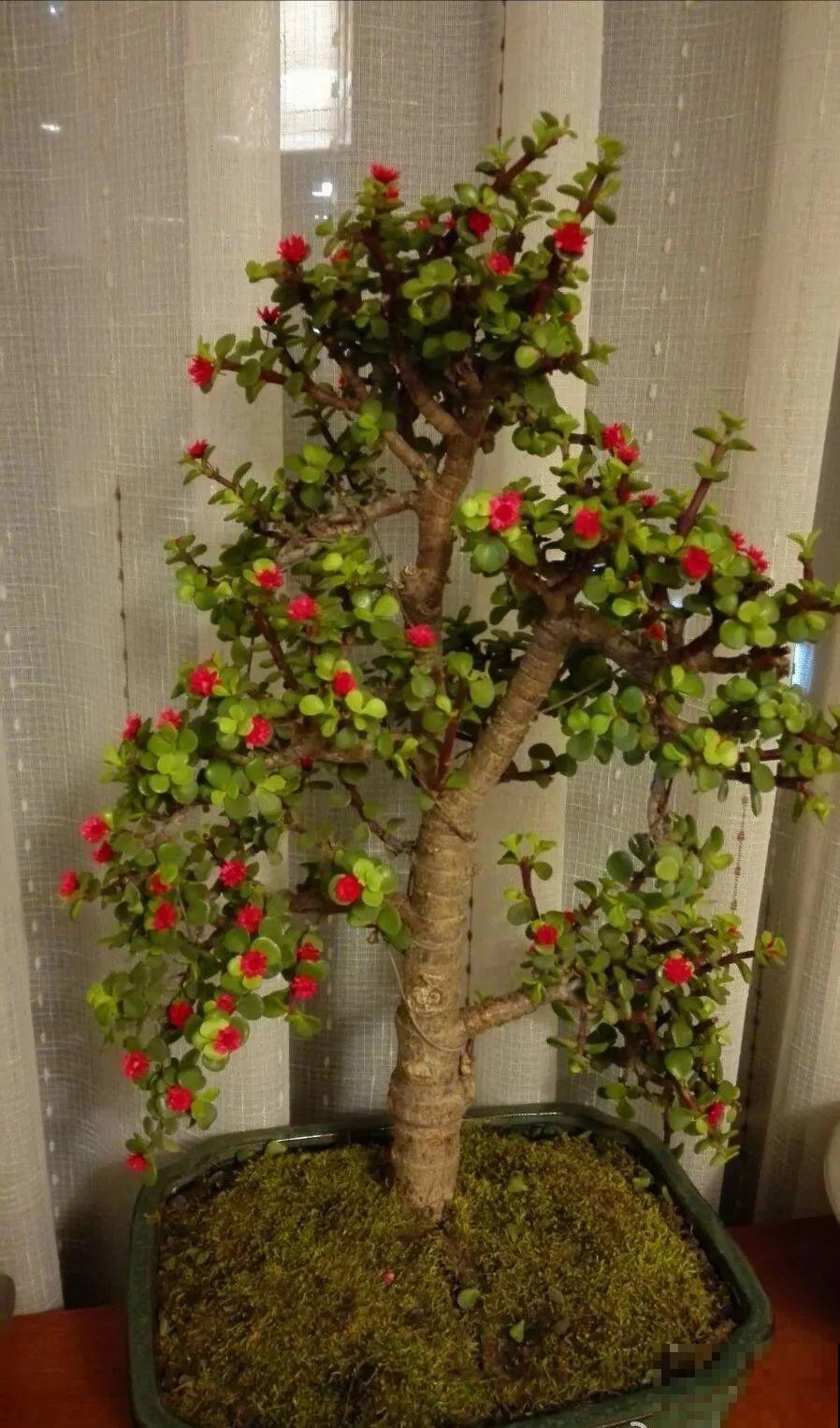 花盆里插朵花,装成天堂鸟,谁买谁上当 花盆里插朵花,装成天堂鸟,谁买谁上当