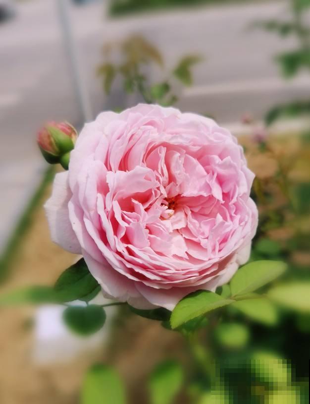 家里养茉莉，使劲晒多浇水，开花香飘十里