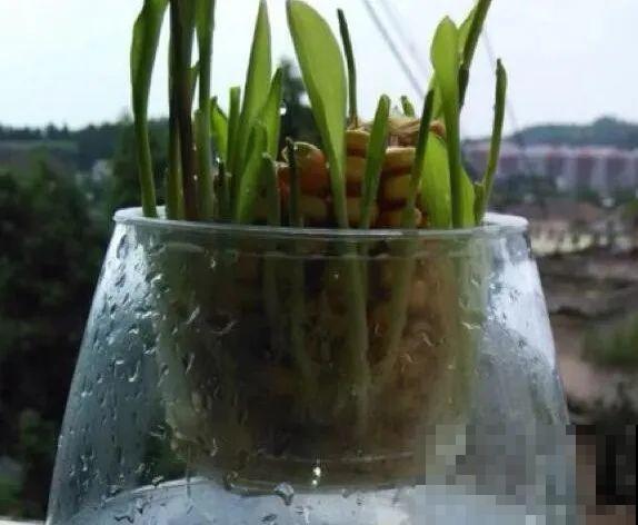 西红柿、玉米……埋土里，7天长成小森林，结出果子一大筐！