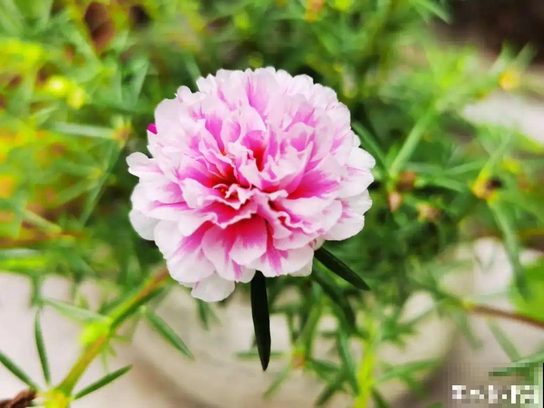 8种花,养小不养老,越老开花越少! 8种花,养小不养老,越老开花越少!