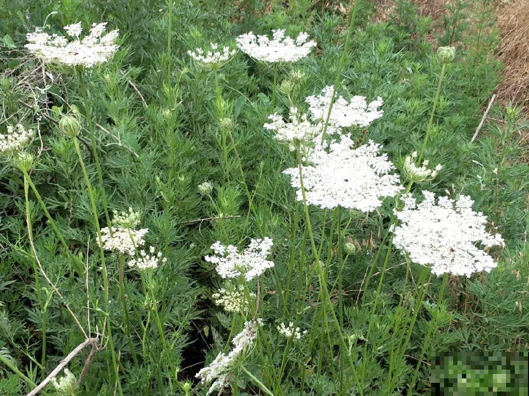 20种有毒花,出门别乱摘,有小孩的特别注意 20种有毒花,出门别乱摘,有小孩的特别注意