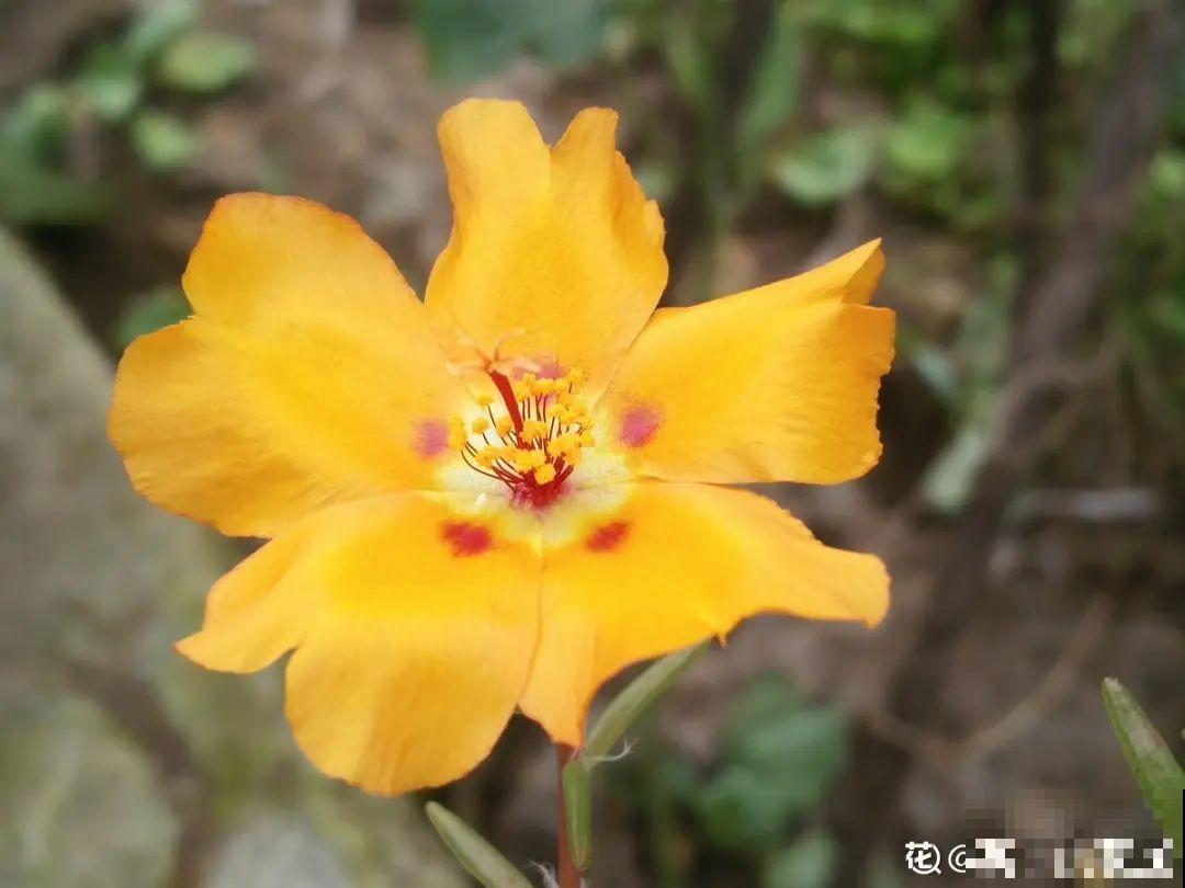 8种花,养小不养老,越老开花越少! 8种花,养小不养老,越老开花越少!