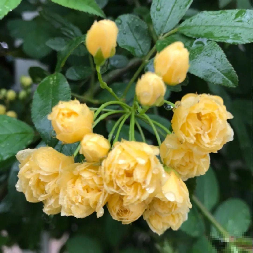 看图猜花名，100道题，测你的养花天分！