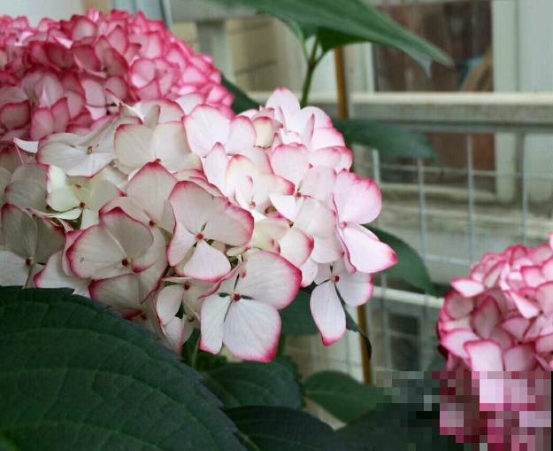 她家的花一开，就赶紧画成水彩画，比真花还美！