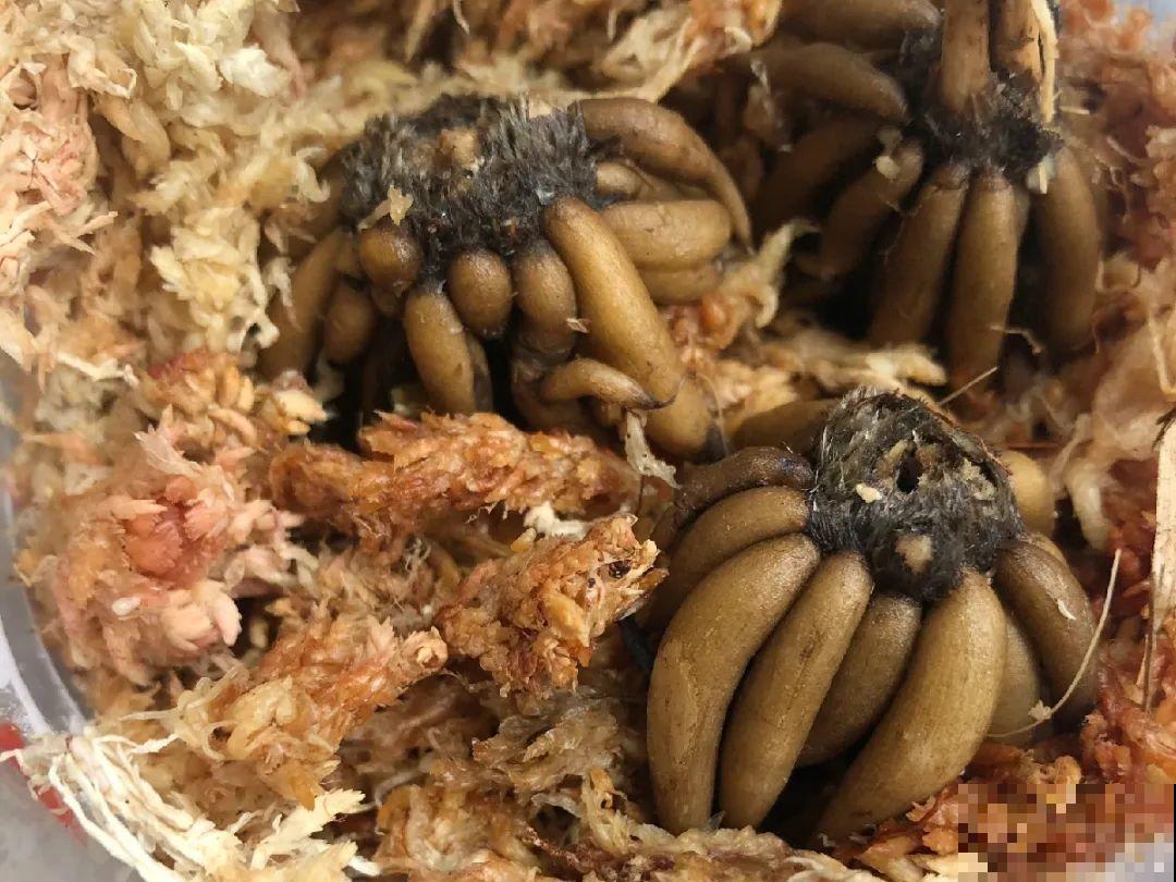 餐巾纸养花,成功率100%,简单又实用! 餐巾纸养花,成功率100%,简单又实用!