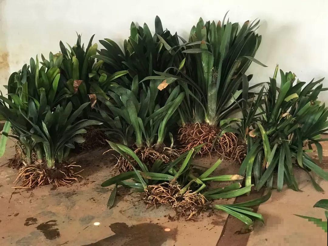 沙漠玫瑰太能长，足足100斤，1个人差点搬不动！