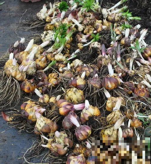 种花赚钱？要是有块地，真的发财了！