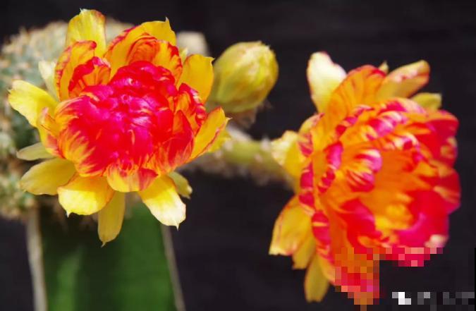 小众冷门仙人球,开花美过荷花,勤花又好养! 小众冷门仙人球,开花美过荷花,勤花又好养!