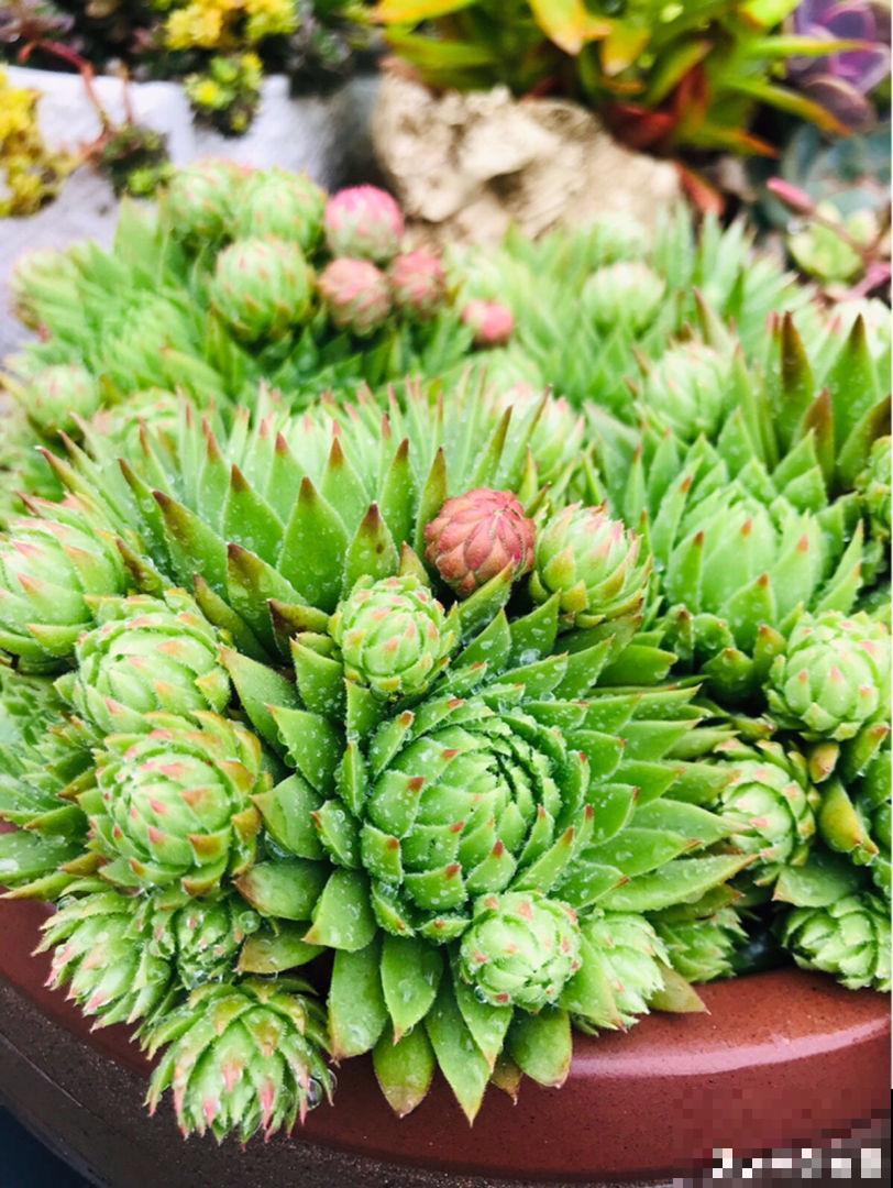 多肉这么养,才能养的白白胖胖,10年不烂根 多肉这么养,才能养的白白胖胖,10年不烂根