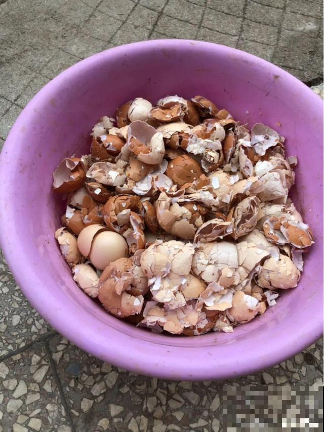 养根的3个小方法,照着一步步做,根能撑爆盆! 养根的3个小方法,照着一步步做,根能撑爆盆!