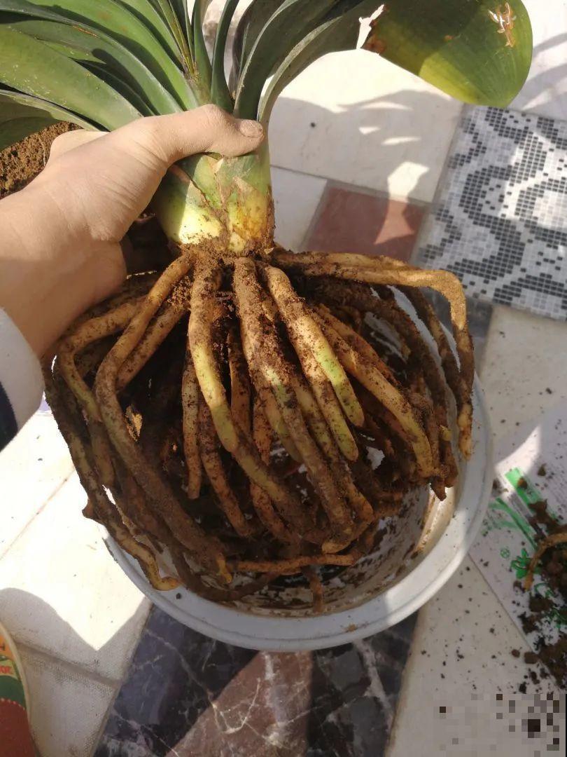 养花不一定要用大花盆，8种花要换小盆，挤着养才能长好