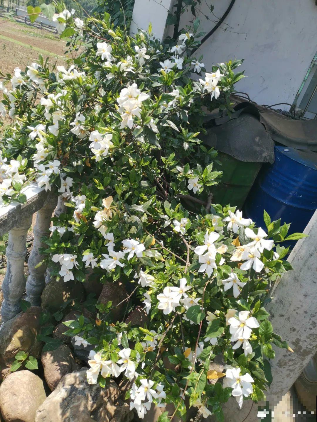 沙漠玫瑰太能长，足足100斤，1个人差点搬不动！