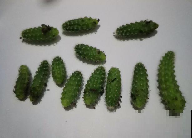 长得最快的多肉，满盆毛毛虫，开花比月季还艳！