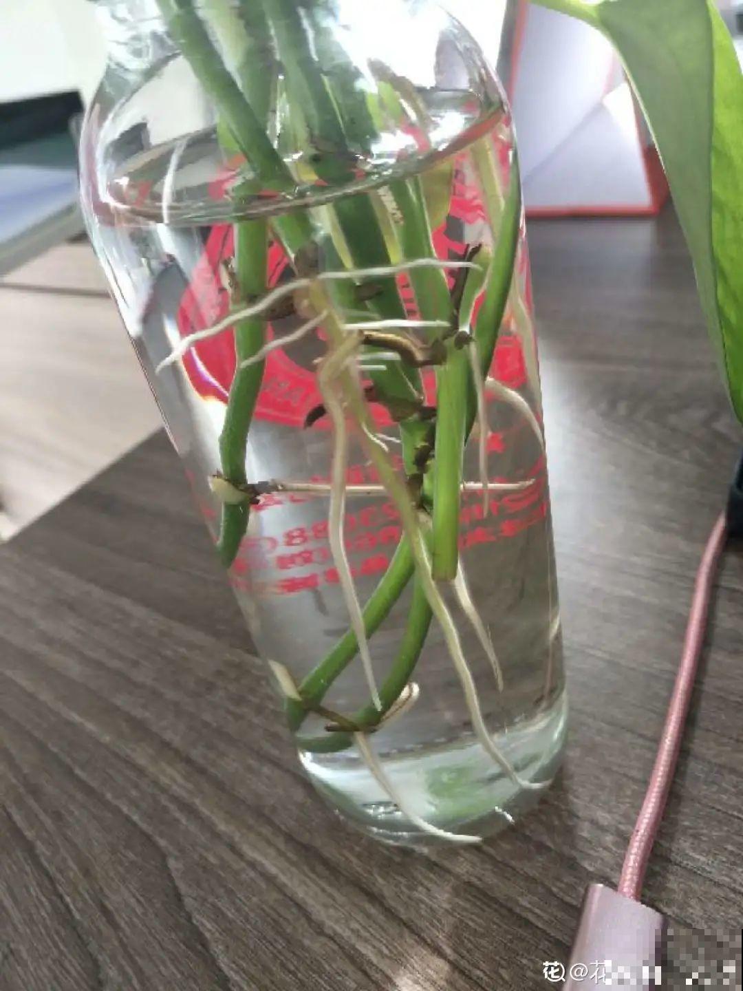 网红“巴西木”丢水里,1个月发霉了,咋办? 网红“巴西木”丢水里,1个月发霉了,咋办?