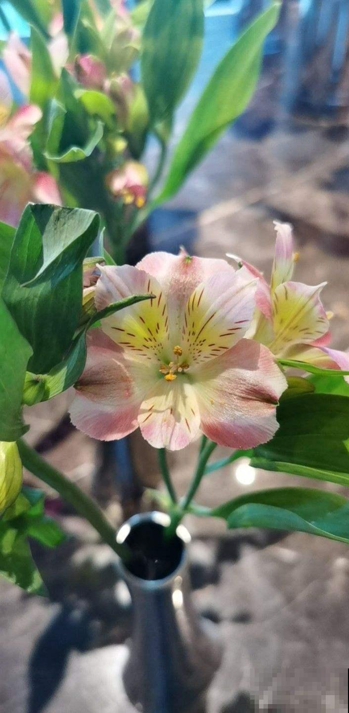 花友新宠六出花,鲜艳俏丽,开满盆特喜庆! 花友新宠六出花,鲜艳俏丽,开满盆特喜庆!