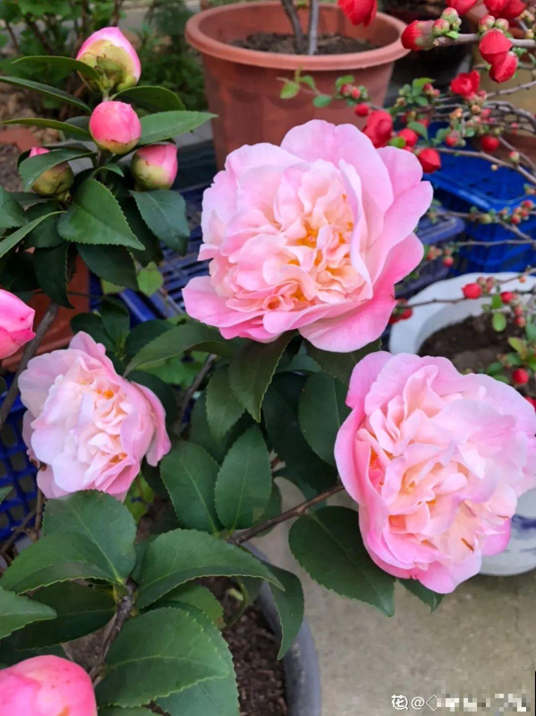 现在开始，这10种花不能剪，剪了开花难！