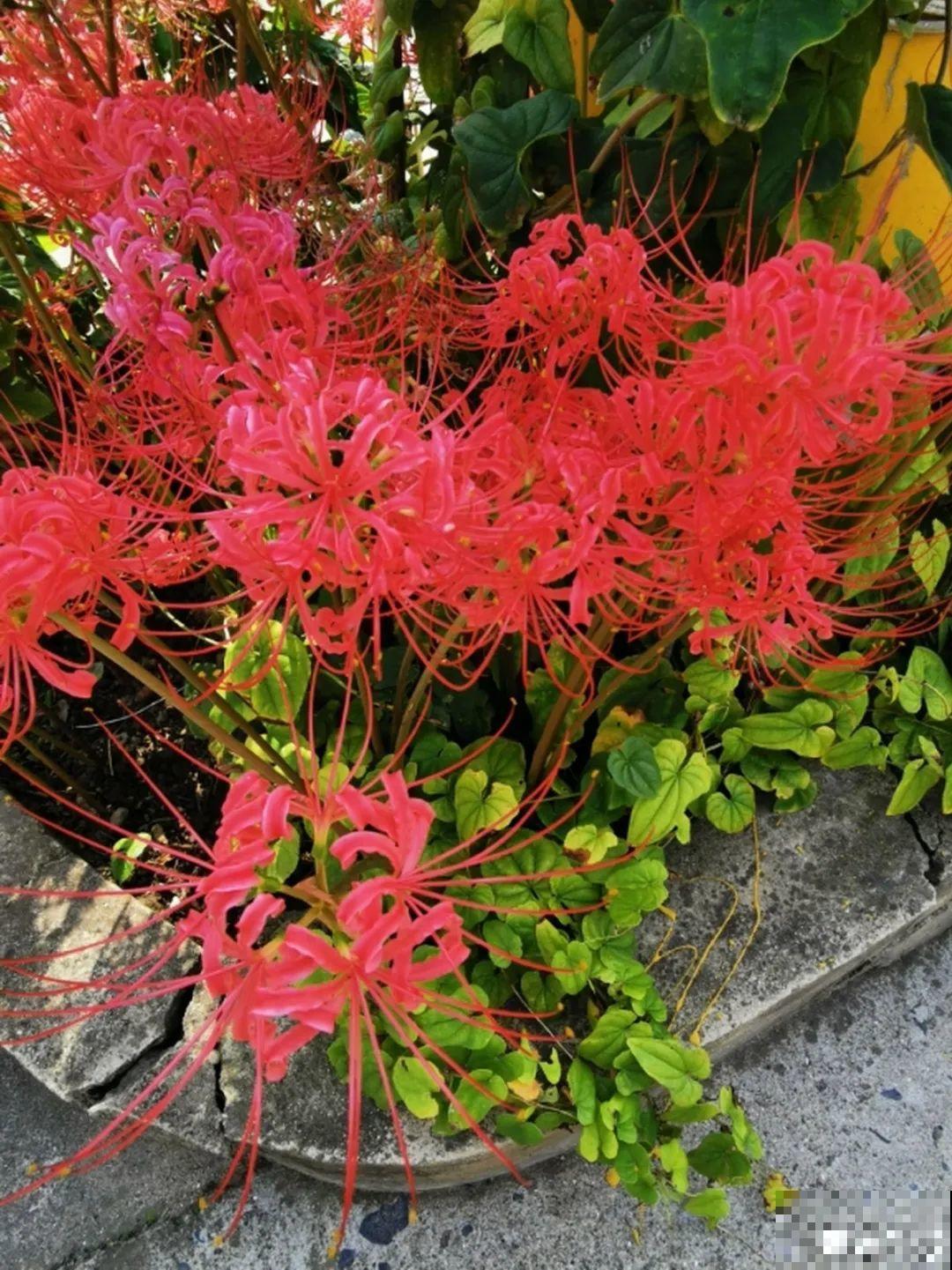 罂粟花不能随便种,私自种植,就得薅光 罂粟花不能随便种,私自种植,就得薅光