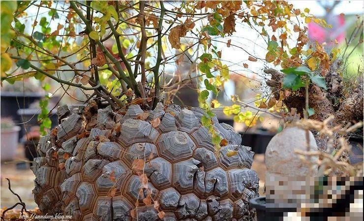 沙漠玫瑰太能长，足足100斤，1个人差点搬不动！