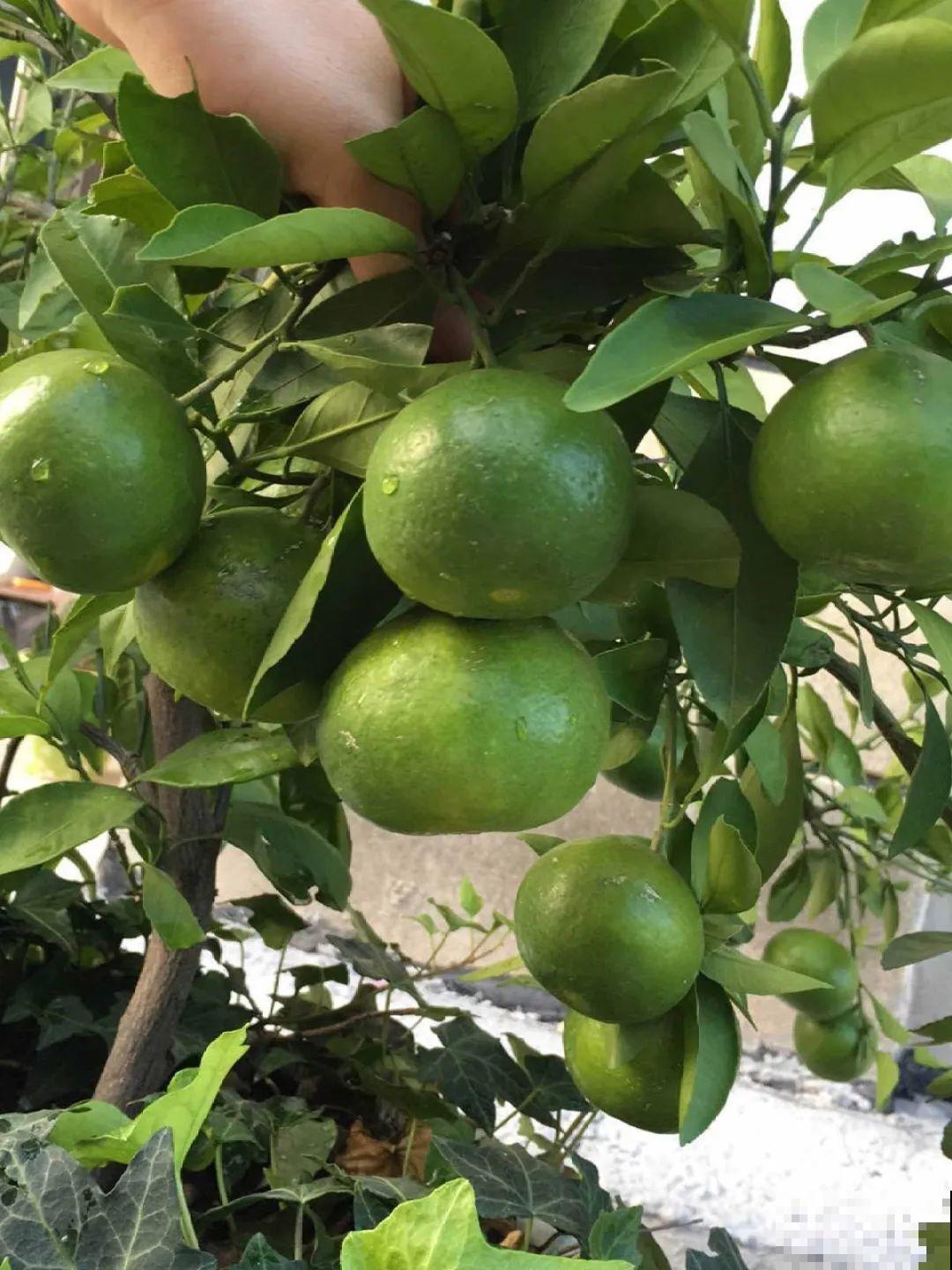 院子里种棵守家果树,镇宅风水好,旺人旺家 院子里种棵守家果树,镇宅风水好,旺人旺家