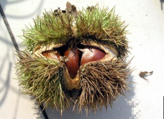 吃不完的板栗别扔,找个花盆种下,长出可爱小盆栽! 吃不完的板栗别扔,找个花盆种下,长出可爱小盆栽!