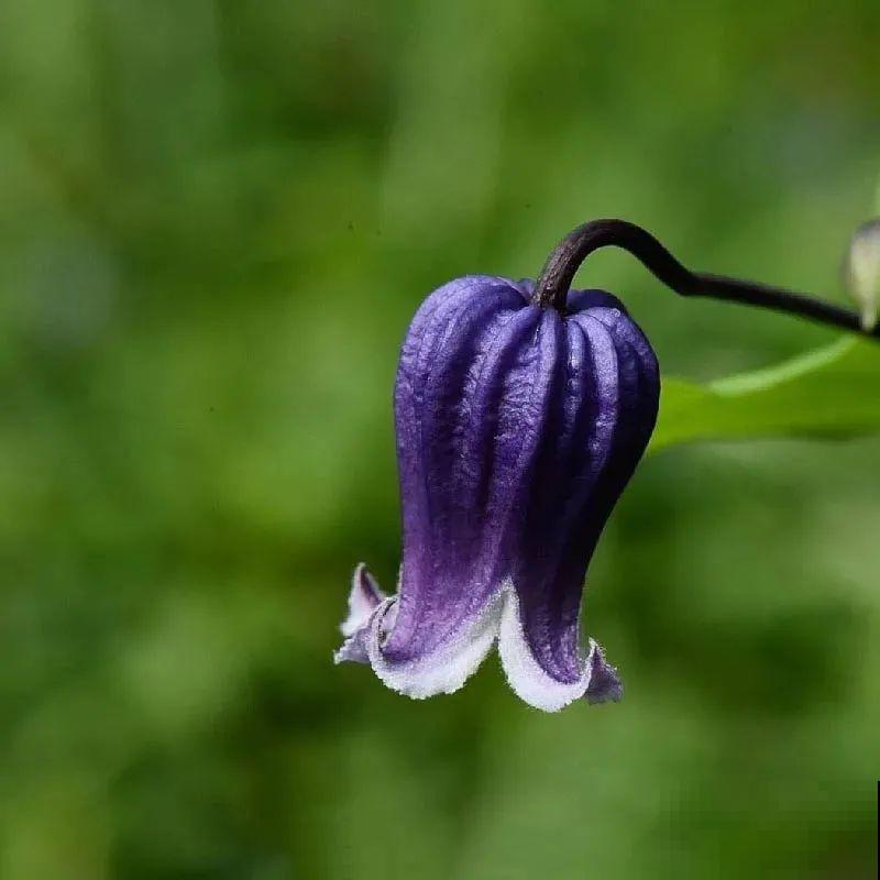 秋天养铁线莲，沾土就活，零下20度冻不死！
