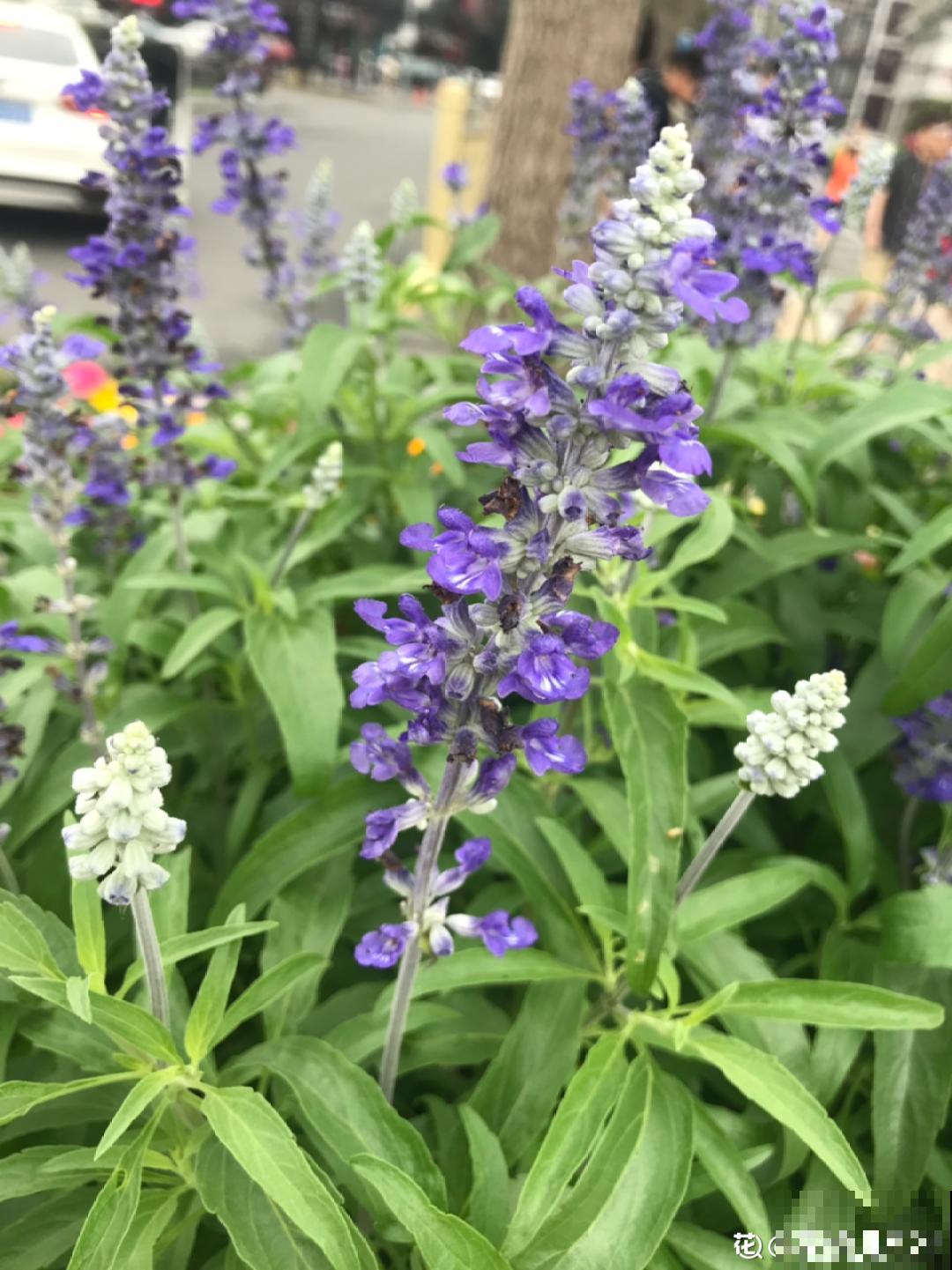 9种花最适合养厨房,去腻吸油烟,香味满屋子! 9种花最适合养厨房,去腻吸油烟,香味满屋子!