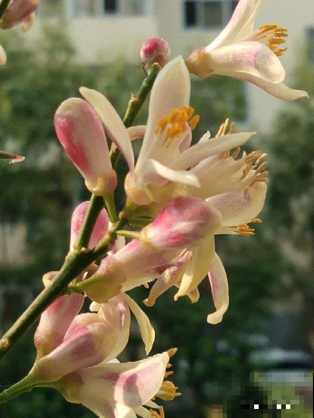 秋天干燥，家里养盆“润心”花，养生对身体好