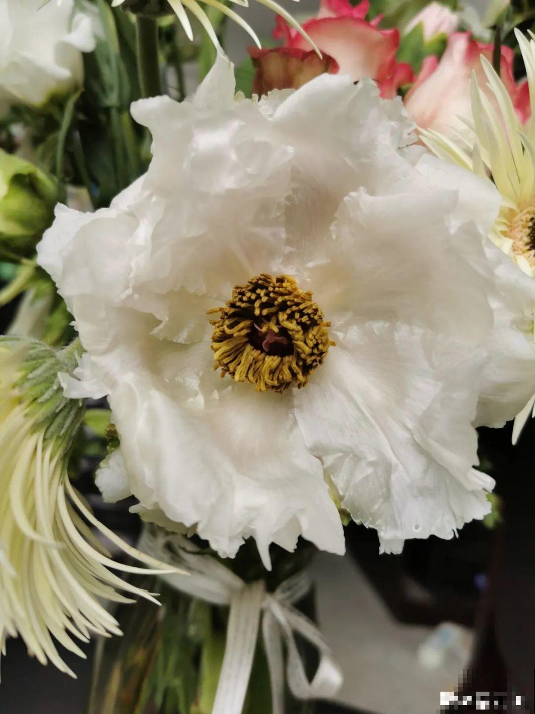 花盆里插朵花,装成天堂鸟,谁买谁上当 花盆里插朵花,装成天堂鸟,谁买谁上当