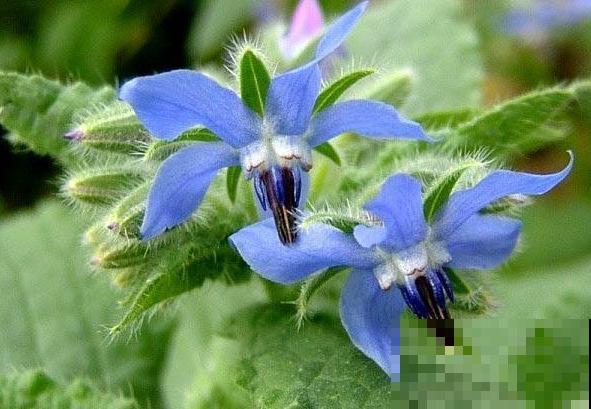 代表勇气的琉璃苣,梦幻不失好看,还特好养活! 代表勇气的琉璃苣,梦幻不失好看,还特好养活!