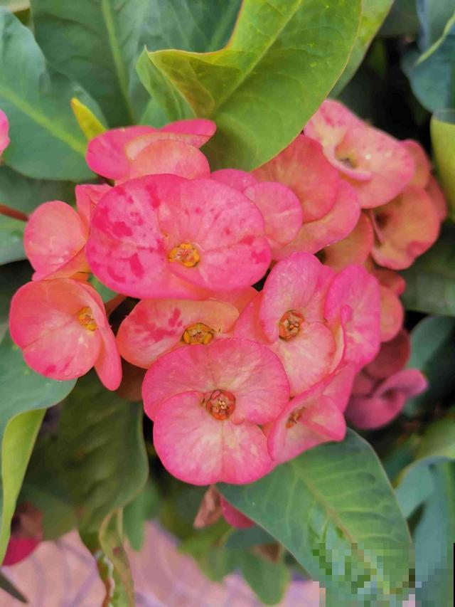 观赏佳品虎刺梅，4招养好，冬天也能开满盆！