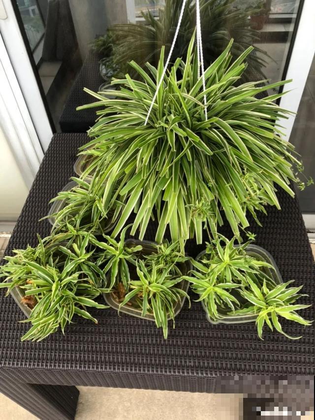 8种花换盆,换好了生一堆,换错立马死! 8种花换盆,换好了生一堆,换错立马死!