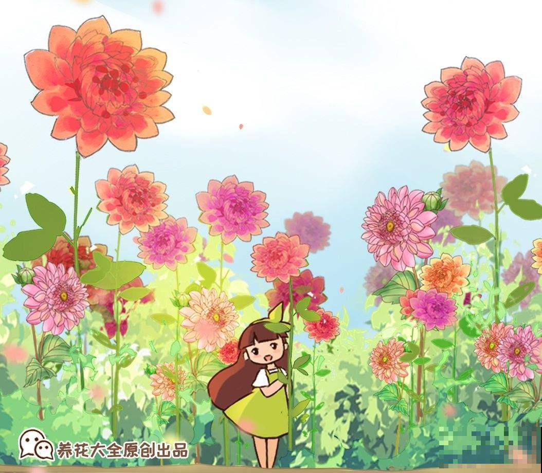 现在给大丽花剪一剪，到秋天，花朵开得比碗大！
