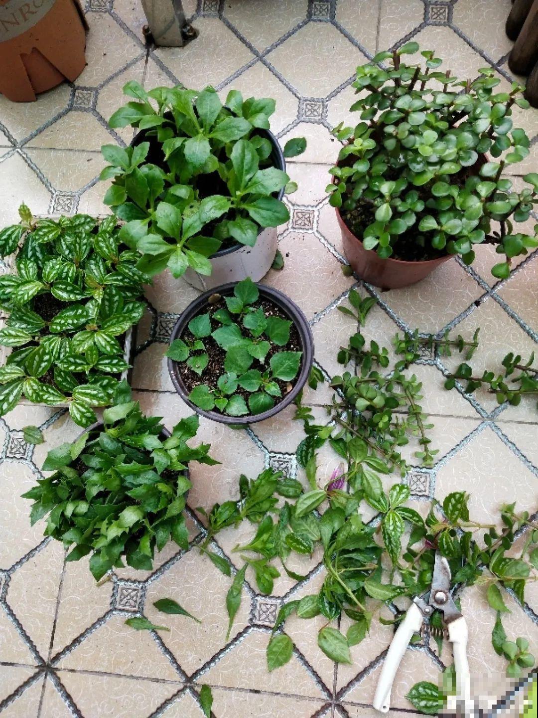 换盆扦插要抓紧，现在正是最佳时期，再晚来不及了！