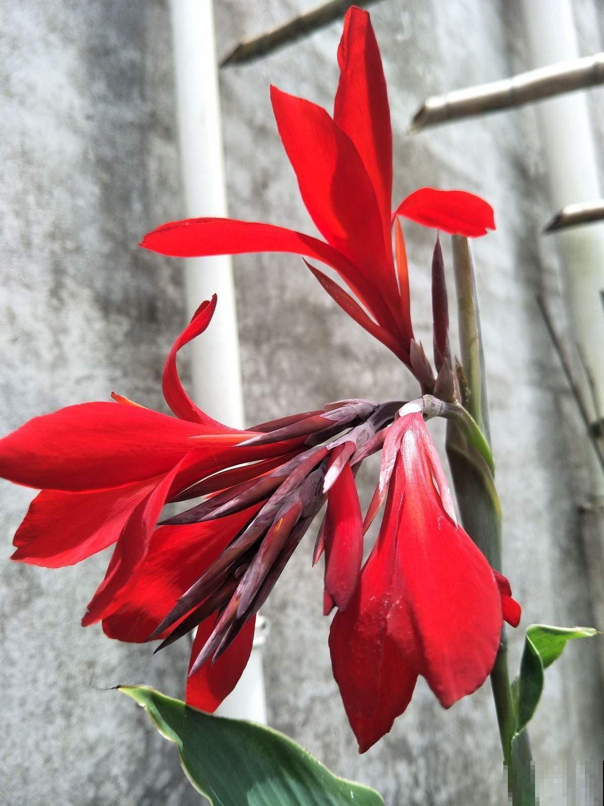 院子里种几棵美人蕉,从夏开到秋,美爆了! 院子里种几棵美人蕉,从夏开到秋,美爆了!