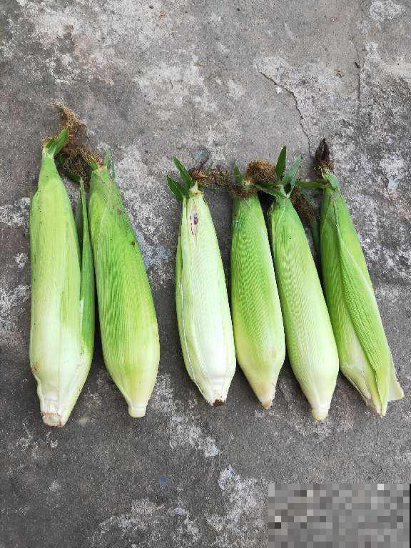 一个玉米头扔水里,三天长出小绿芽,一周变成小森林 一个玉米头扔水里,三天长出小绿芽,一周变成小森林