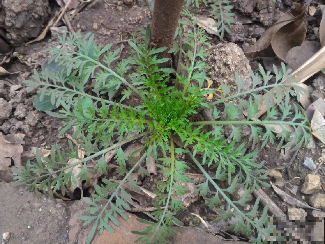 38种入侵植物,全村出来挖,挖完又长一大片 38种入侵植物,全村出来挖,挖完又长一大片