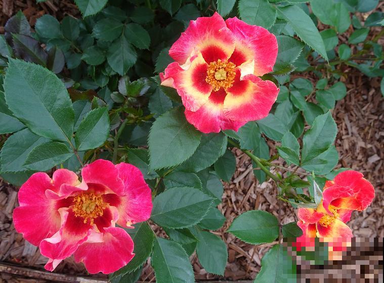 8款眼睛月季,花型独特,还有好闻的香味! 8款眼睛月季,花型独特,还有好闻的香味!