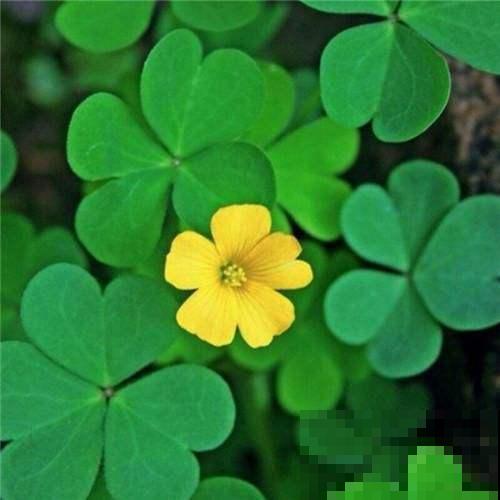 酢浆草不是三叶草,傻傻分不清?叫错名字惹笑话! 酢浆草不是三叶草,傻傻分不清?叫错名字惹笑话!