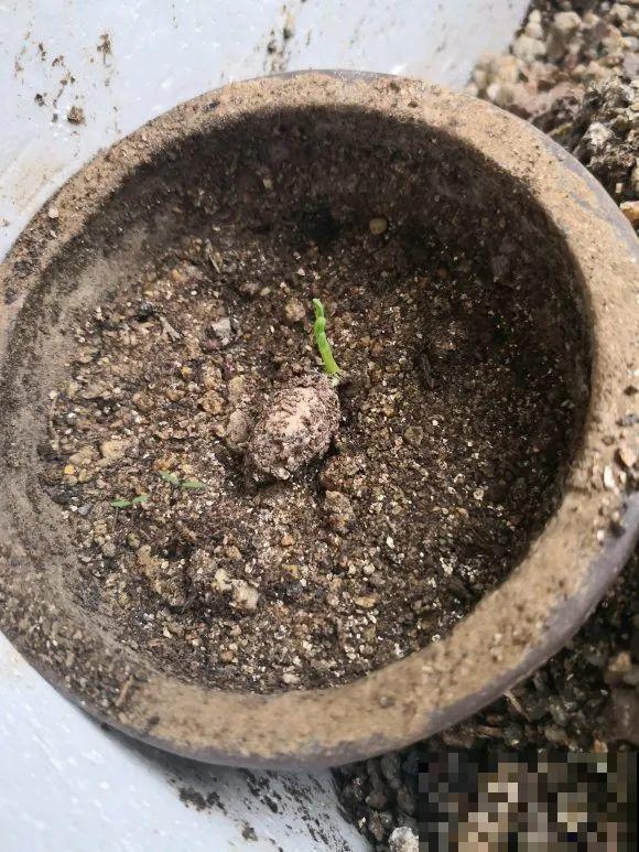 西红柿、玉米……埋土里，7天长成小森林，结出果子一大筐！