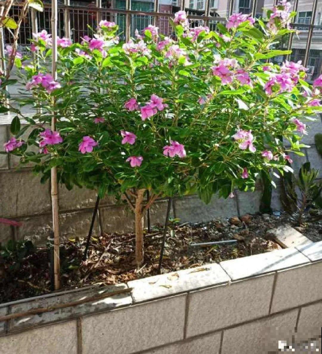 8种花,养小不养老,越老开花越少! 8种花,养小不养老,越老开花越少!