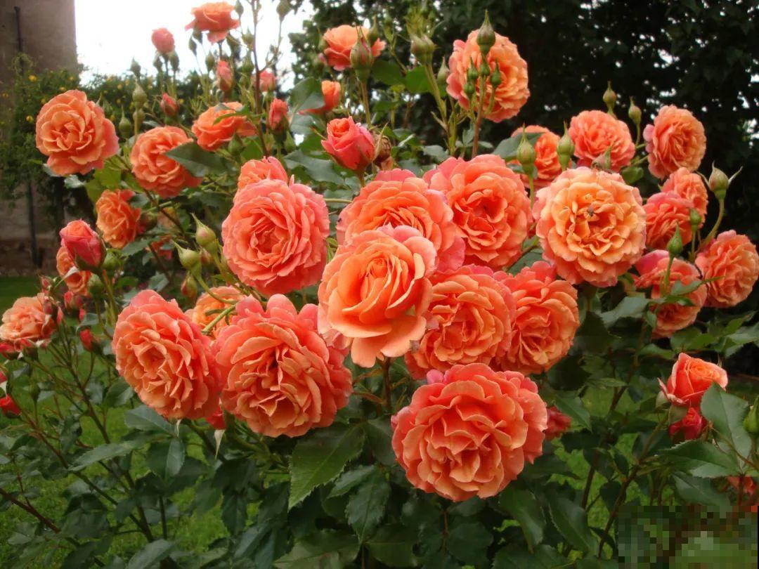 秋天养10种花，个个美得像油画，特别上档次！