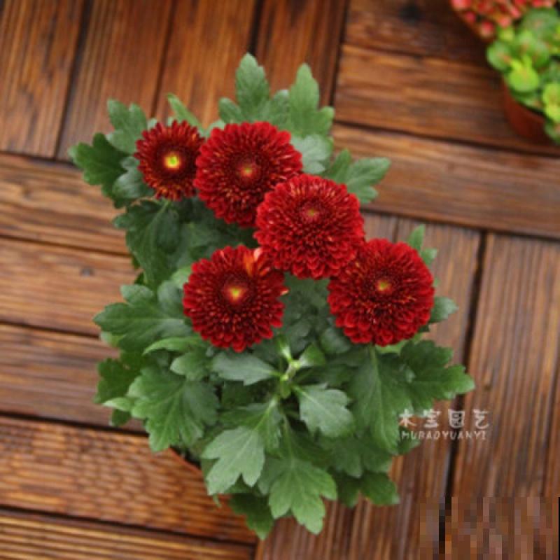 高贵如菊花,秋季标配,种上1盆全家赏! 高贵如菊花,秋季标配,种上1盆全家赏!