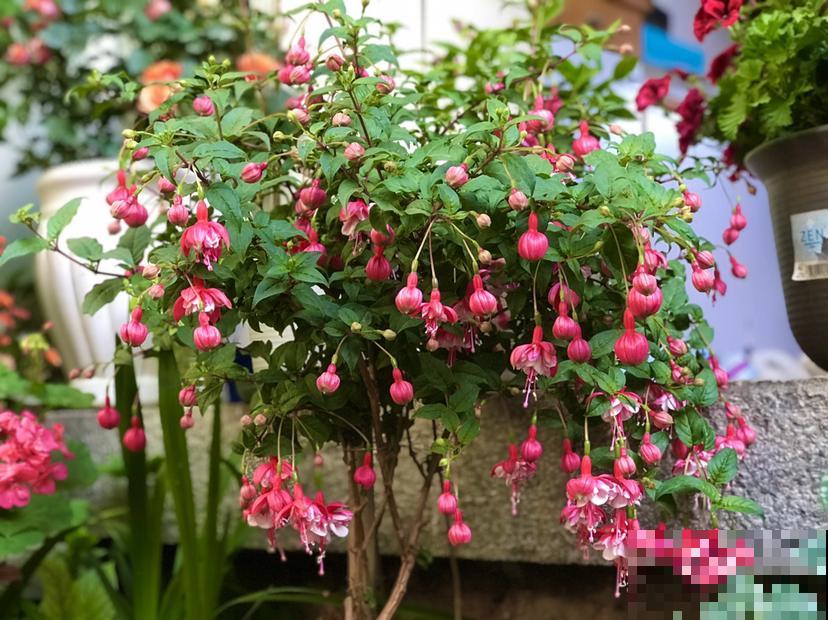 新手避坑6种花,养护难度太高,一不小心就只剩空盆 新手避坑6种花,养护难度太高,一不小心就只剩空盆