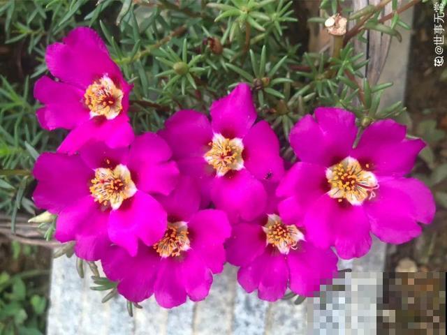 花开完别剪,再等15天,能收上千粒种子! 花开完别剪,再等15天,能收上千粒种子!