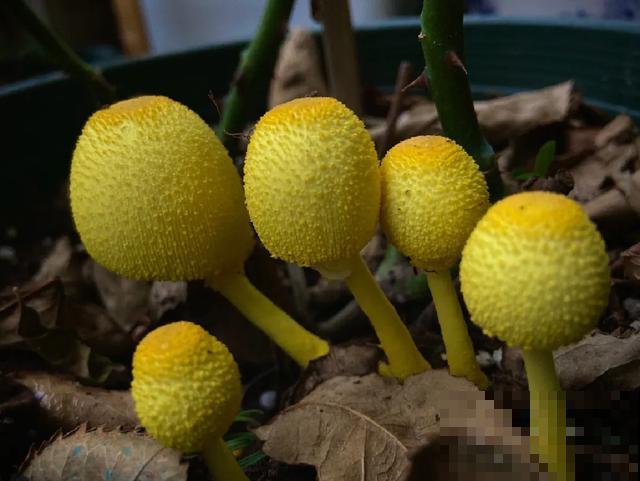 20种毒蘑菇，遇到千万别碰，贪吃必送医院！