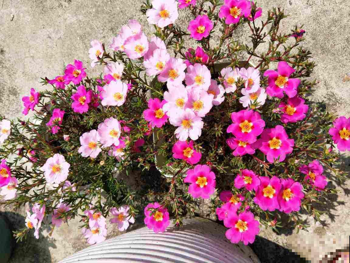 9月份逛花市,10块钱就能入手的花,赶紧养起来吧 9月份逛花市,10块钱就能入手的花,赶紧养起来吧