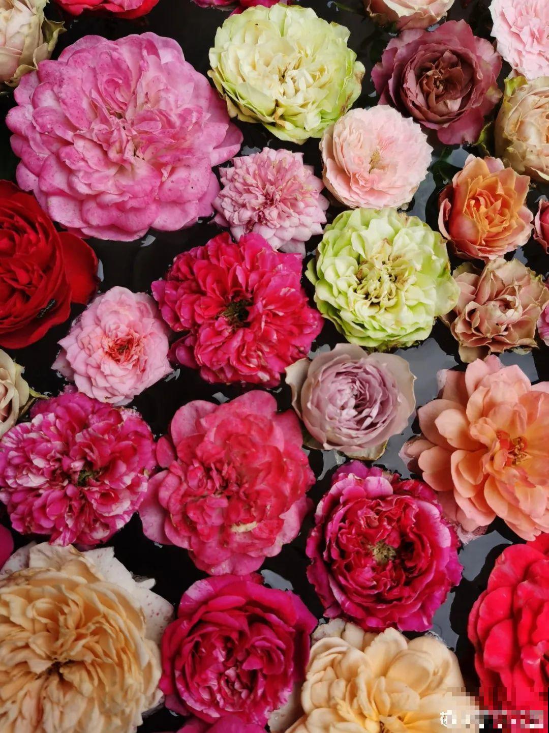 养花怎么才能人工授粉?一根小棉棒,就能解决问题! 养花怎么才能人工授粉?一根小棉棒,就能解决问题!