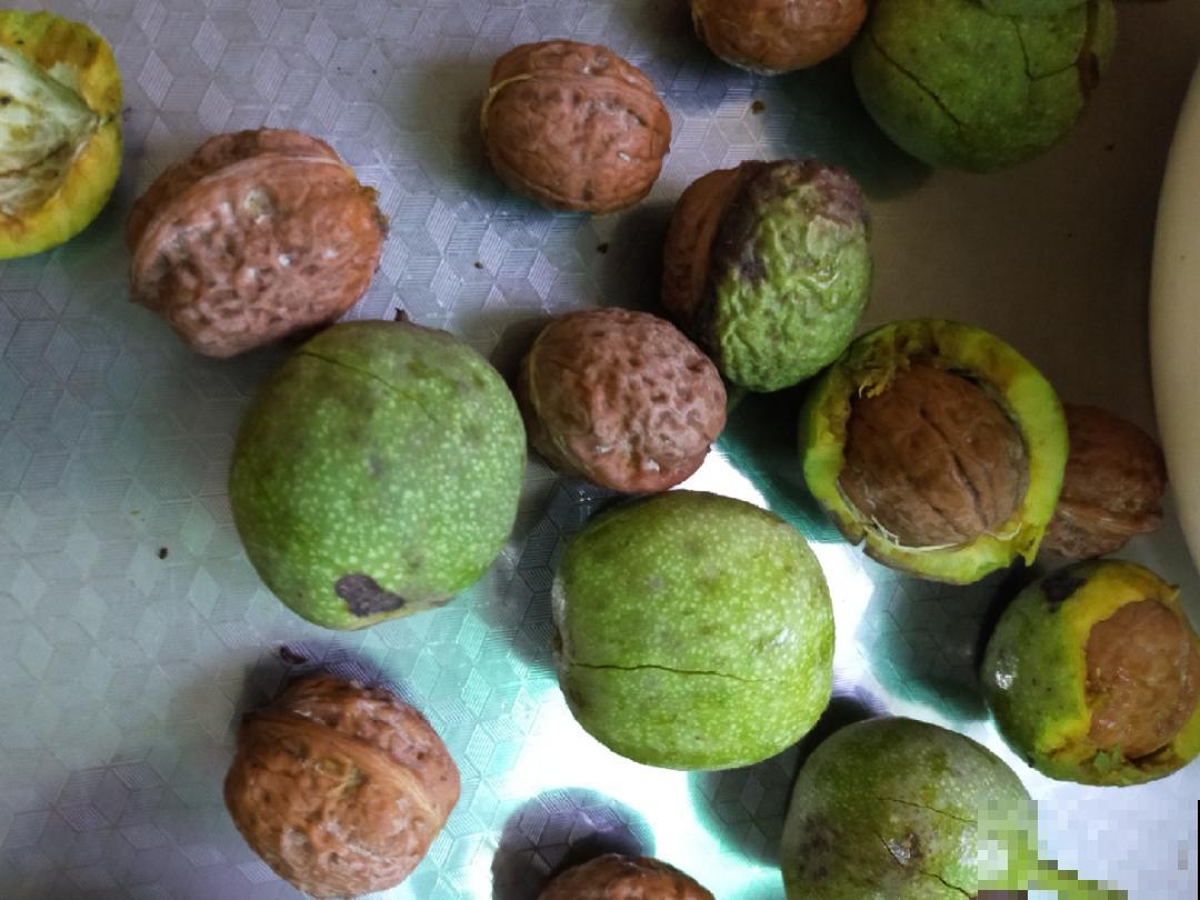 院子里种棵守家果树,镇宅风水好,旺人旺家 院子里种棵守家果树,镇宅风水好,旺人旺家